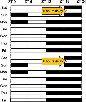 Euglena gracilis-derived β-glucan paramylon entrains the peripheral circadian clocks in mice